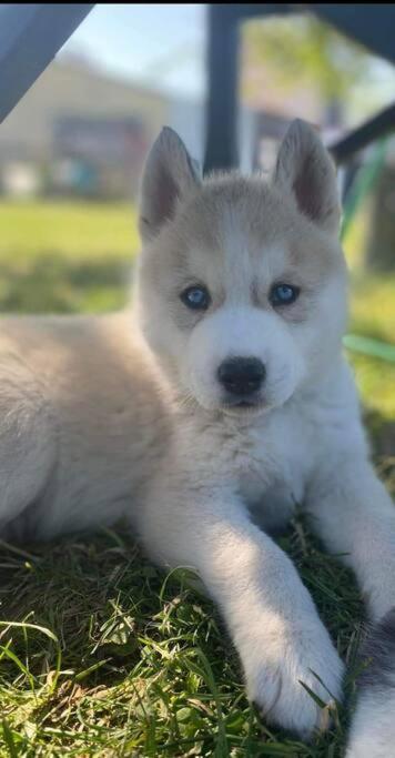 Gite Des Huskys Villa Tonnay-Charente Kültér fotó