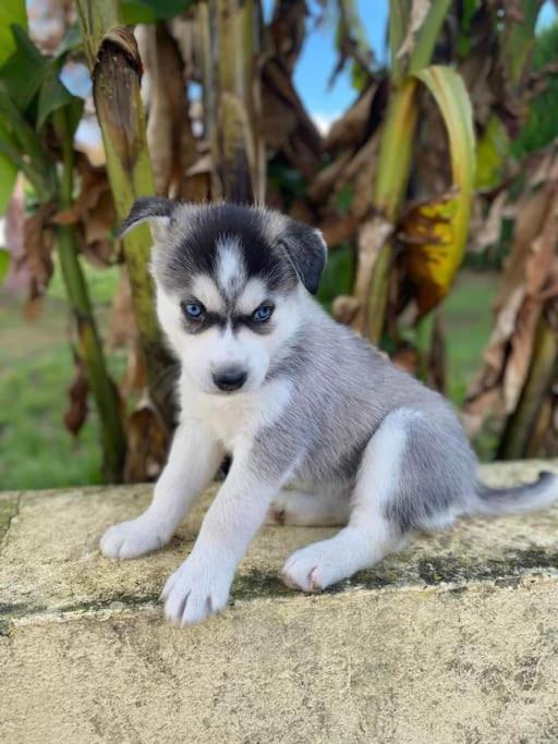 Gite Des Huskys Villa Tonnay-Charente Kültér fotó