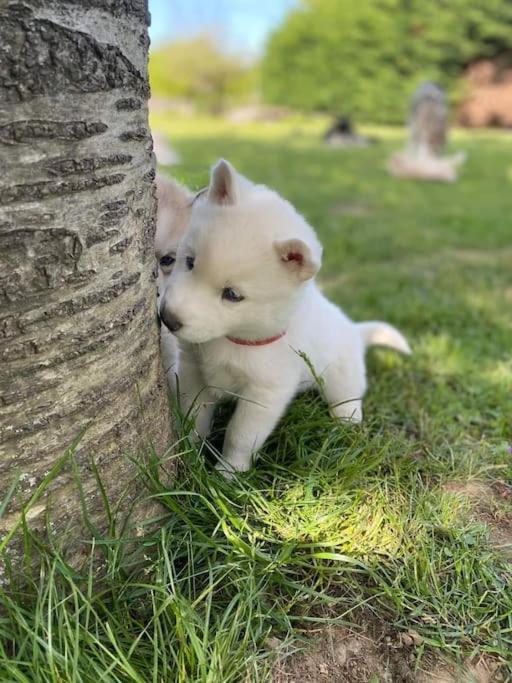 Gite Des Huskys Villa Tonnay-Charente Kültér fotó