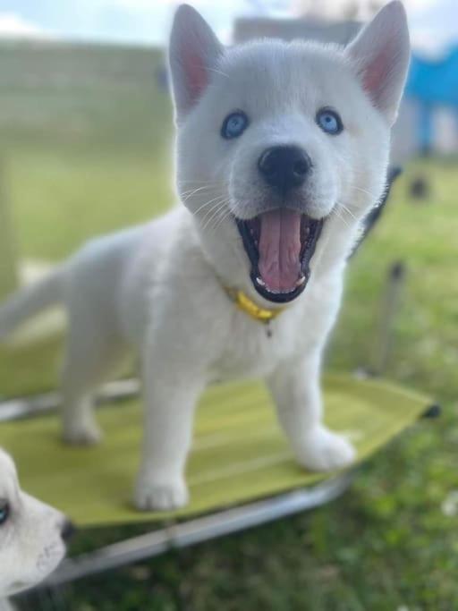 Gite Des Huskys Villa Tonnay-Charente Kültér fotó