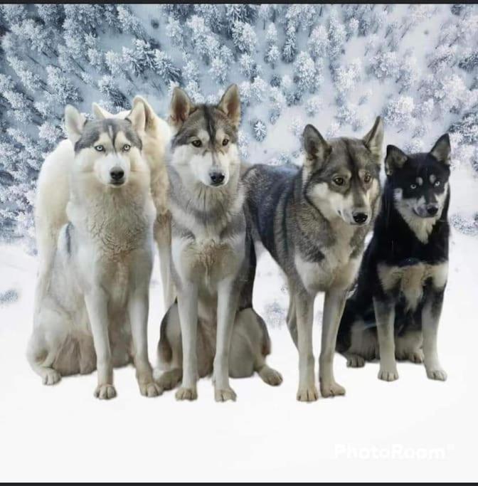 Gite Des Huskys Villa Tonnay-Charente Kültér fotó